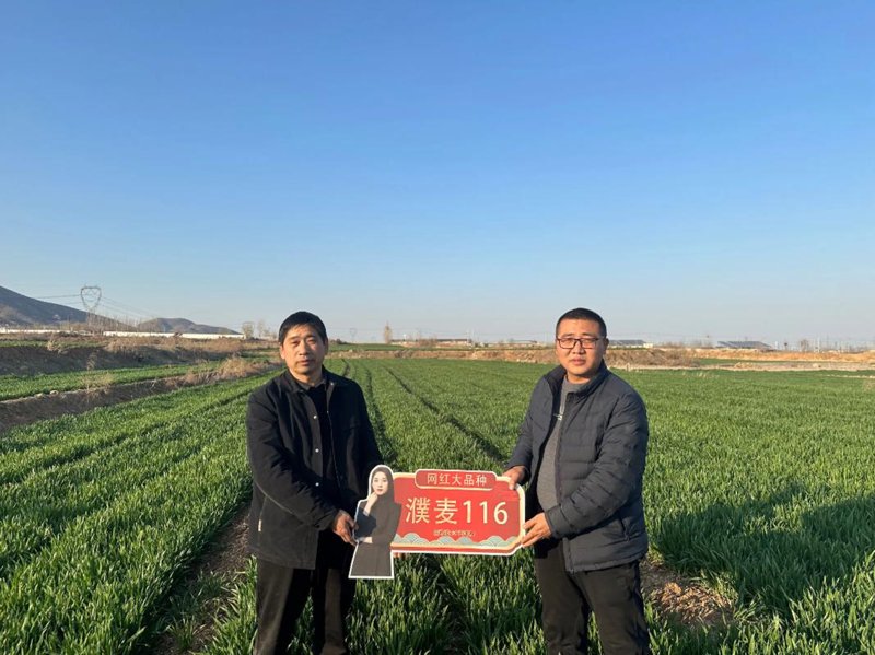 抗病小麦