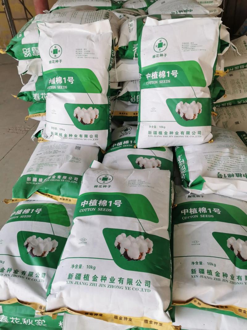小麦种子批发