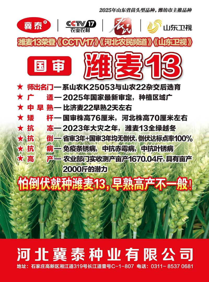 优质小麦种子批发助力丰收