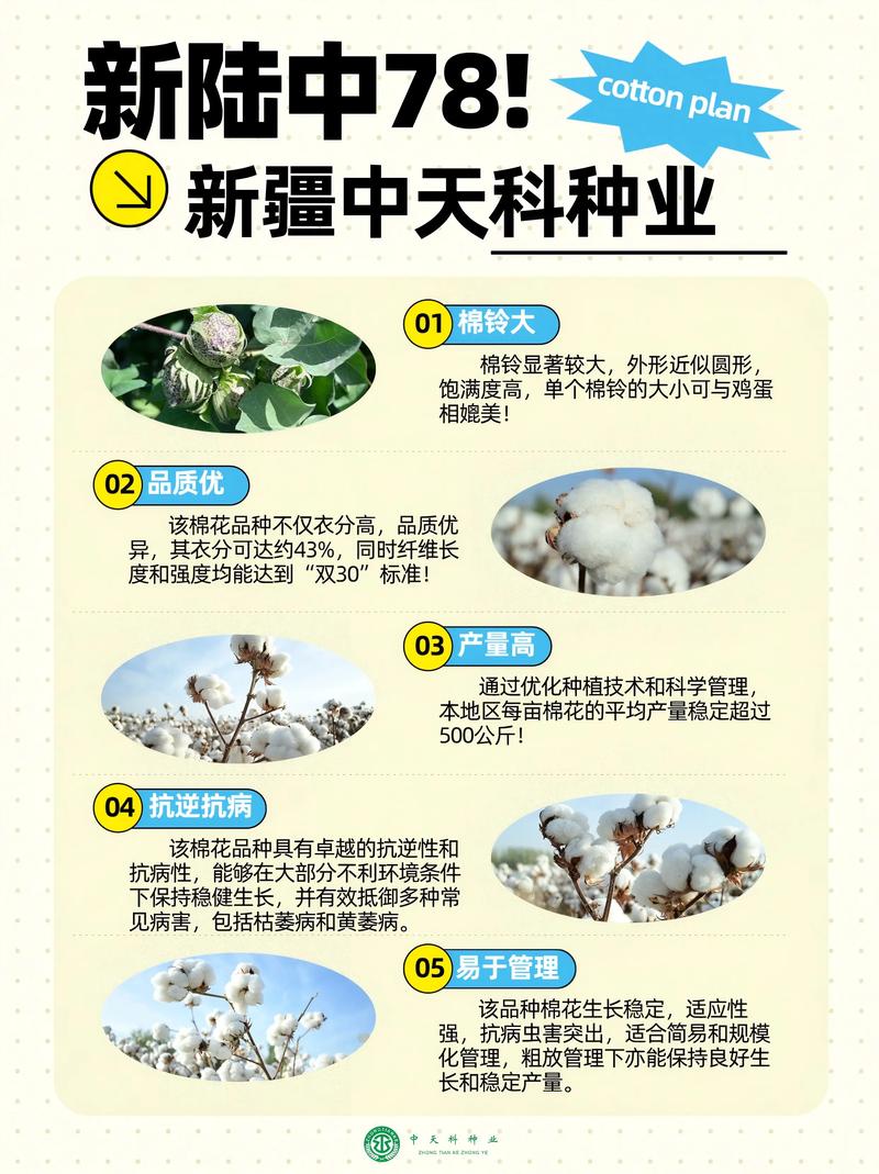 棉花种子品种