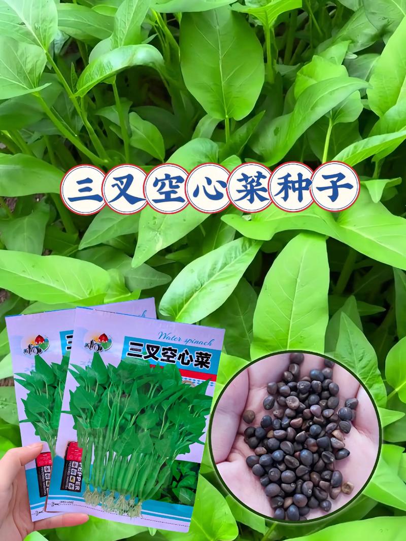 冠县种子公司：把握行业趋势，创新前行
